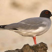 Swallow-tailed Gull